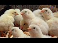 Amazing "MURGI" Hatching Eggs video || HEN harvesting egg to Chicks || CUTE New BORN Chick Run Race