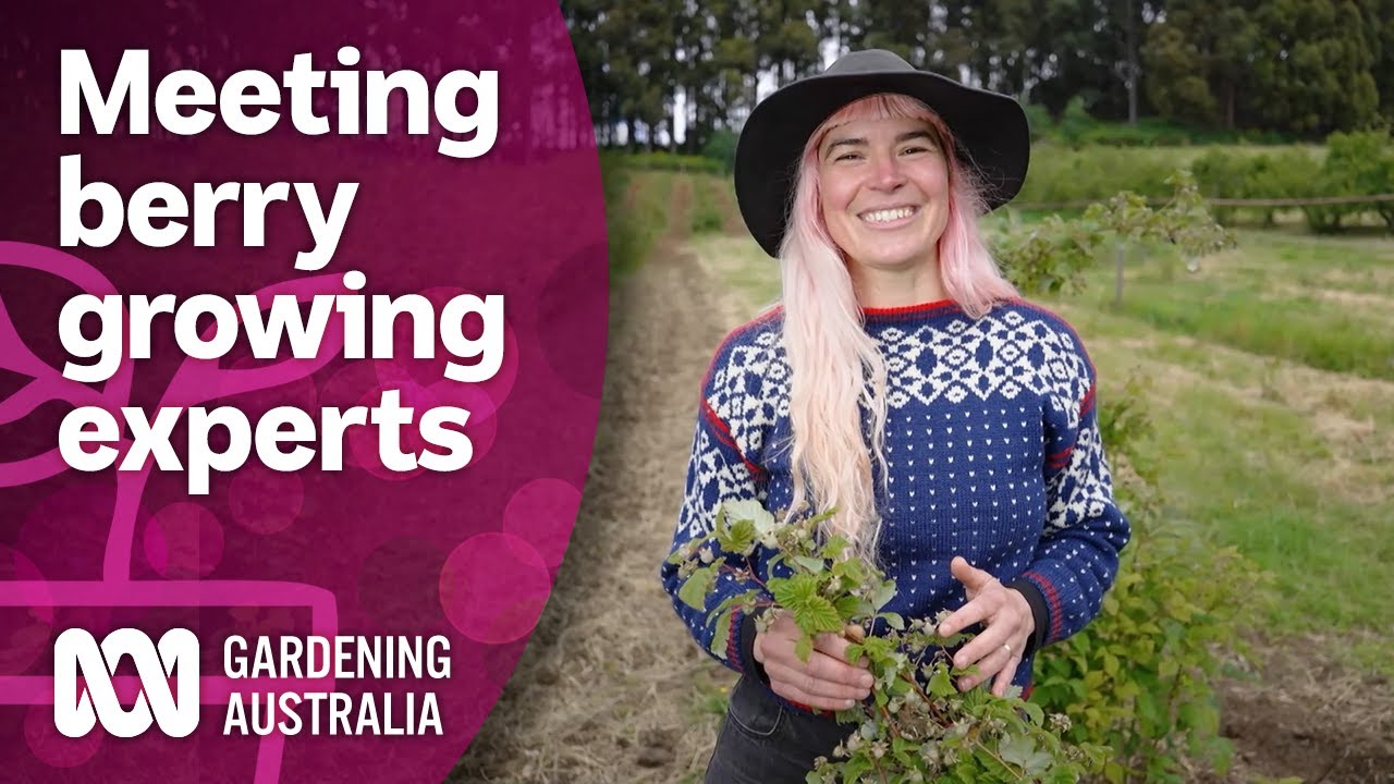 Visiting a multigeneration berry farm in Tasmania Discovery Gardening Australia YouTube