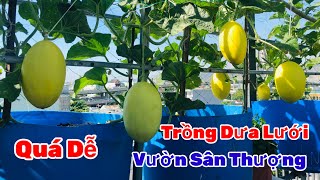 Cách Trồng Dưa Lưới ,Trên Sân Thượng ( kinh nghiệm bón phân cho trái lớn nhanh như thổi