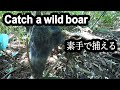 【素手でイノシシを捕獲】人間vs猪!-保定具を使わないで生け捕り⁉罠での狩猟- 01/2020