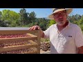 Preserving Vegetables on our small farm in Portugal