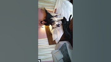 Leo Aur Zeus Ka Play Time | #shorts #camerababa #gsd #dog