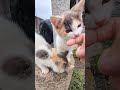 カプッりプルプルプル #猫#cat#子猫#地域猫#野良猫#可愛い#猫島#噛む#噛まれた#舐める#Short