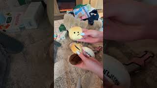 New puppy essentials