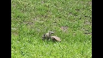 Gopher Tortoises Sunday Afternoon Fight - Part 1 of 3 videos Part 1 video