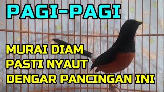 PAGI PAGI Murai DIAM Pasti Ikut Nyaut Dengar Pancingan Murai Ini❗PASTI OKE