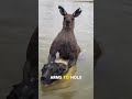 The Dark Secret of Kangaroos You Never Knew! 😱🦘#fact #animals #wildlife