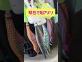 明石で船アオリ