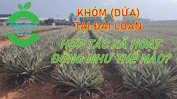 Hợp tác xã trồng khóm (dứa) ở Đài Loan hoạt động như thế nào? II Khuyến nông thời đại