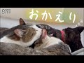 脱走した猫が帰ってきた！これからはずっと一緒だよ♪（№171）