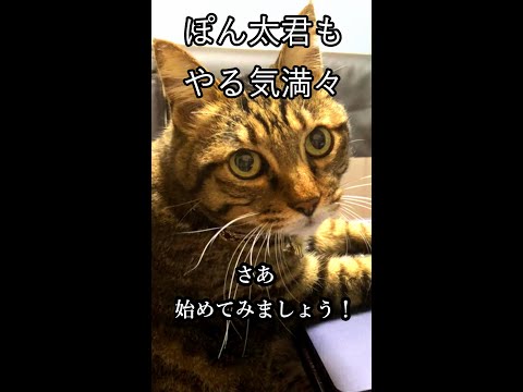 【入門・初級】たったこれだけで仕事がはかどるマクロ講座(エクセル)#Shorts