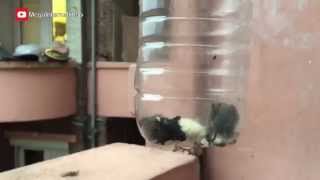 Как поймать мышь