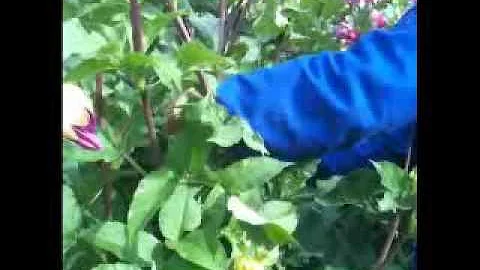 Fergus Garrett explains Dahlias to Master Gardener...