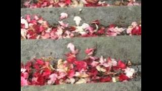 Yaprak Dökümü (Bana hersey Uzak)