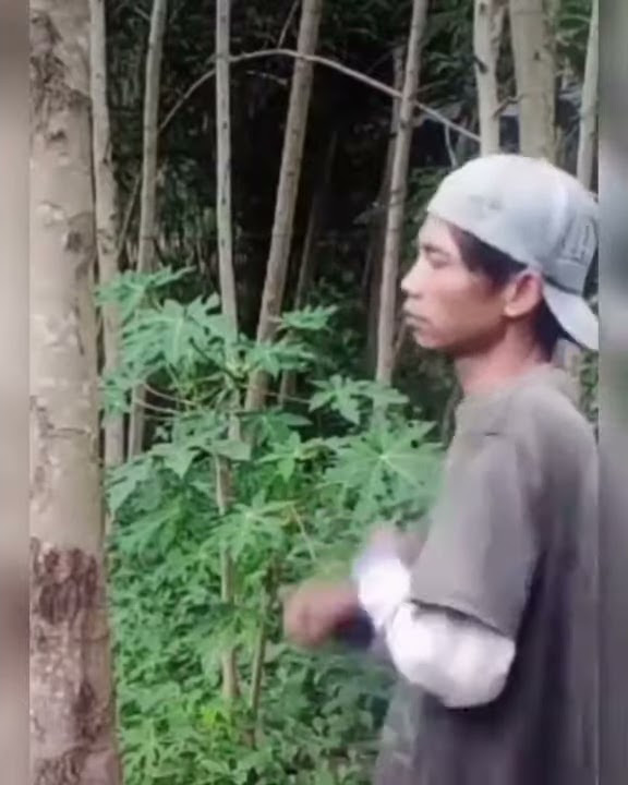 mentahan video orang Mukuli pohon | DJ Maimunah Aisyah slow VIRAL TIKTOK
