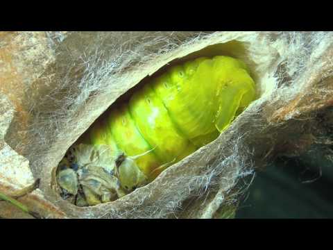 Video: Rozdiel Medzi Cocoon A Pupa