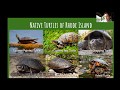 Turtle Power - Virtual Program