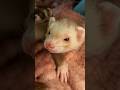 Who Could Ask for More? 🐭🐭 #cute #ferretlove #cinnamonsassy #pets