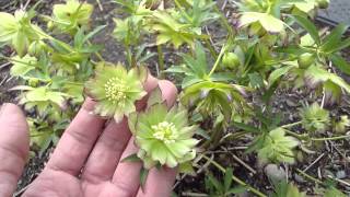 Helleborus Winter Jewels Jade Tiger