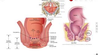 Anal Canal | Sphincters | Introduction | Anatomy