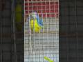 love birds mating | love making #birds #shorts