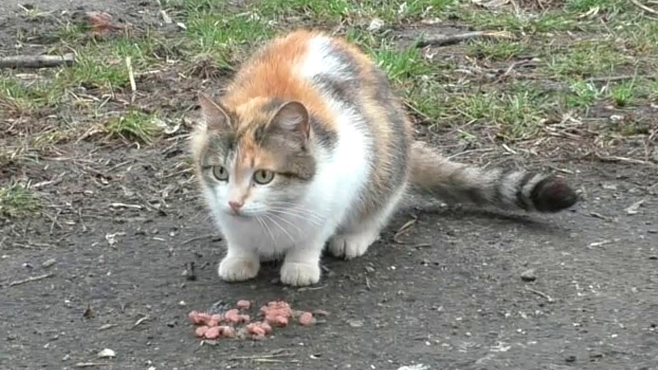 Кормлю кота влажным кормом #152 Второй кот облизывается - YouTube