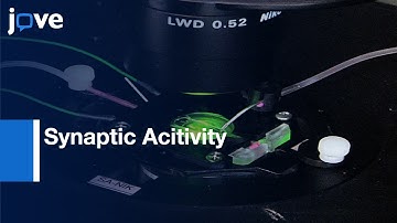 FM dye to examine Synaptic Vesicle Recycling during Synaptic Acitivity | Protocol Preview