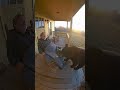 Tiny Terrier vs. Big Bear: Courage on the Porch!