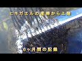 ニホンヒキガエルの産卵から上陸までの６ヶ月間の記録 ドキュメント