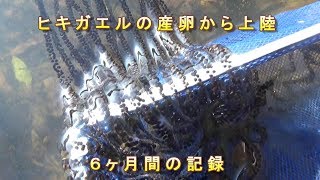 ニホンヒキガエルの産卵から上陸までの６ヶ月間の記録 ドキュメント
