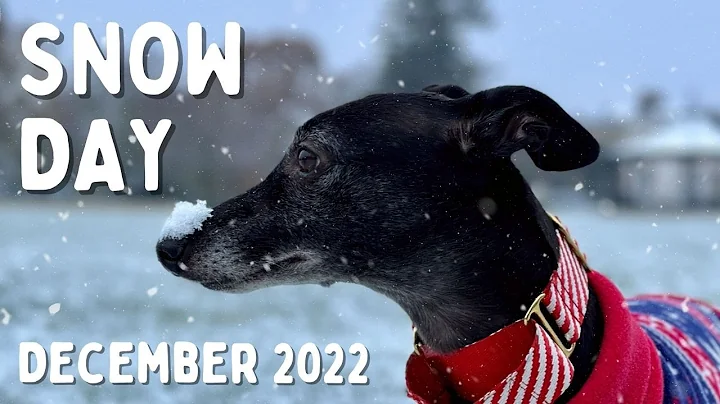 Snow day and Christmas market with Jess the whippet