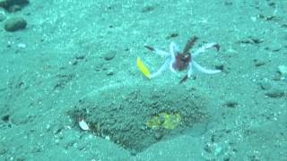 Crinoid swimming / Merililja ui