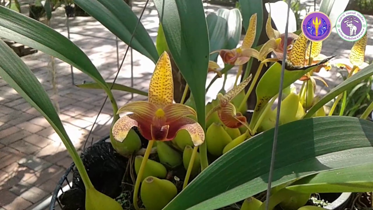 Subject 6-10 Bulbophyllum