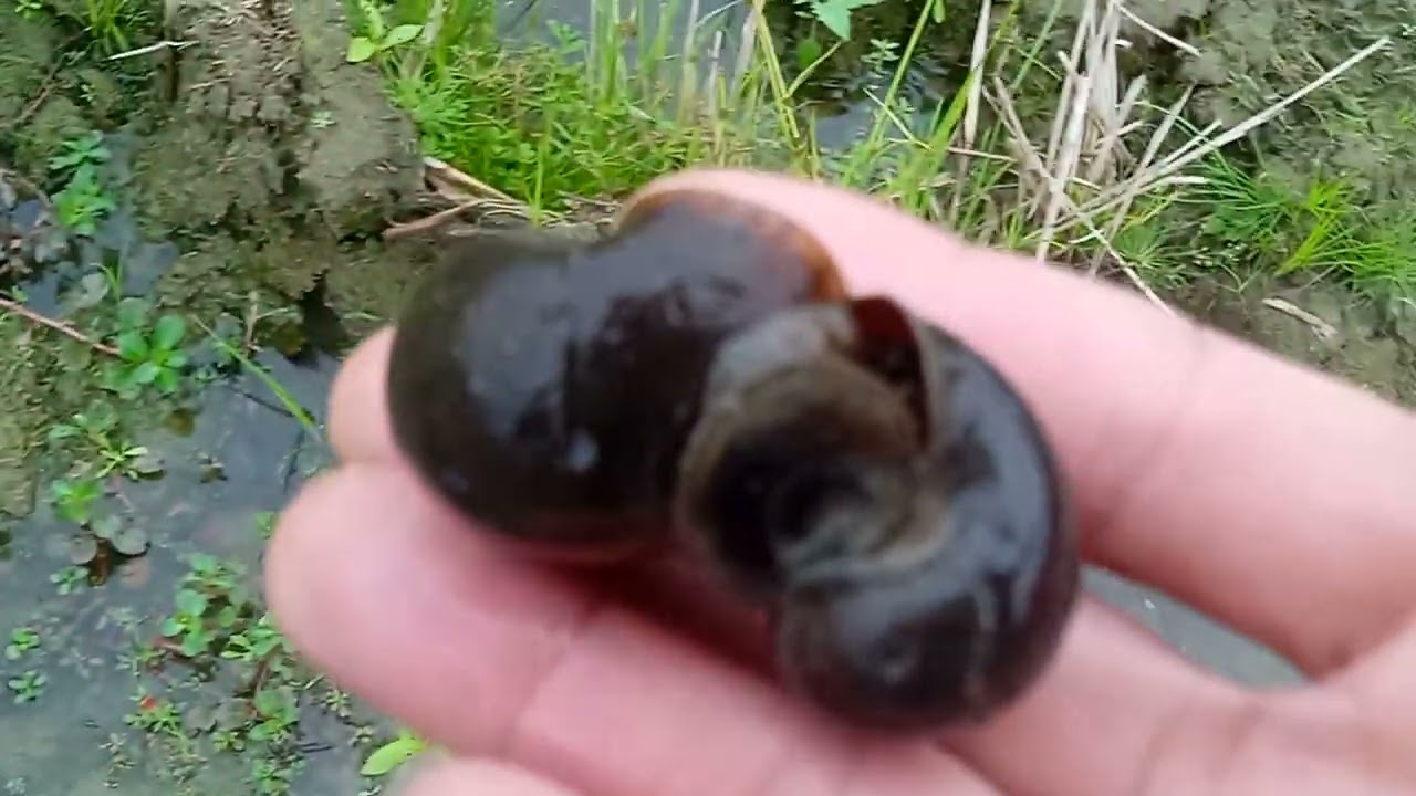 chuẩn bị cho vụ cấy và quay một số công việc của bà con nông dân gặp rất nhiều ốc 