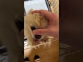 【保護犬】正直こんなに可愛い犬は見たことありません #shorts