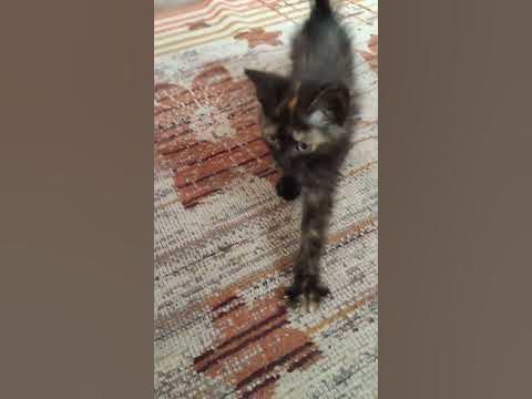 Котенок Луна - YouTube