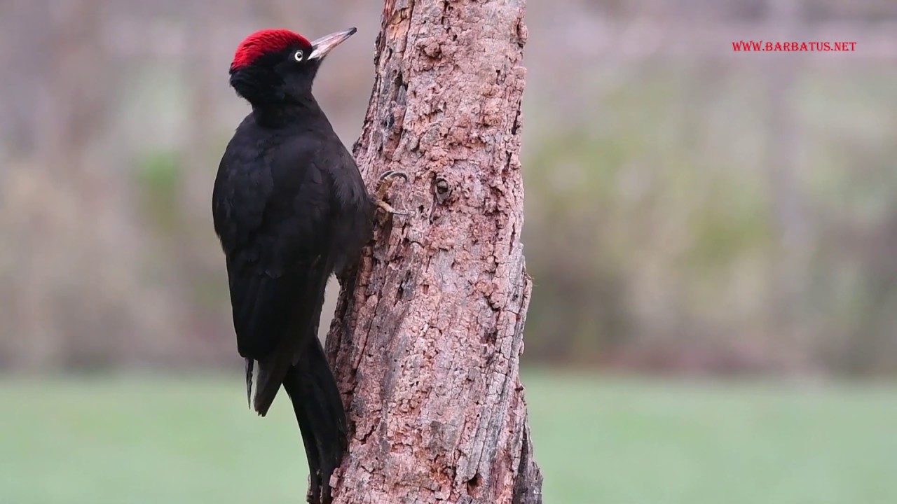 Pito negro ( Dryocopus martius ) Black  Woodpecker