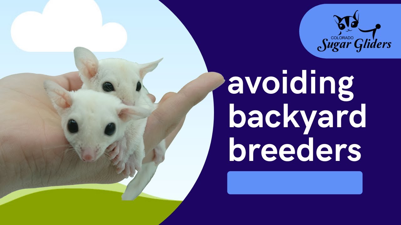 Avoiding Backyard Breeders YouTube