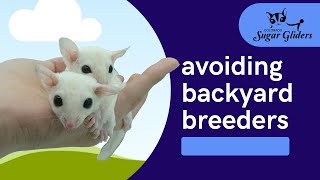 Avoiding Backyard Breeders