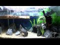 【ミシシッピニオイガメ】魚とカメの食事風景をただ眺める動画 Common musk turtle