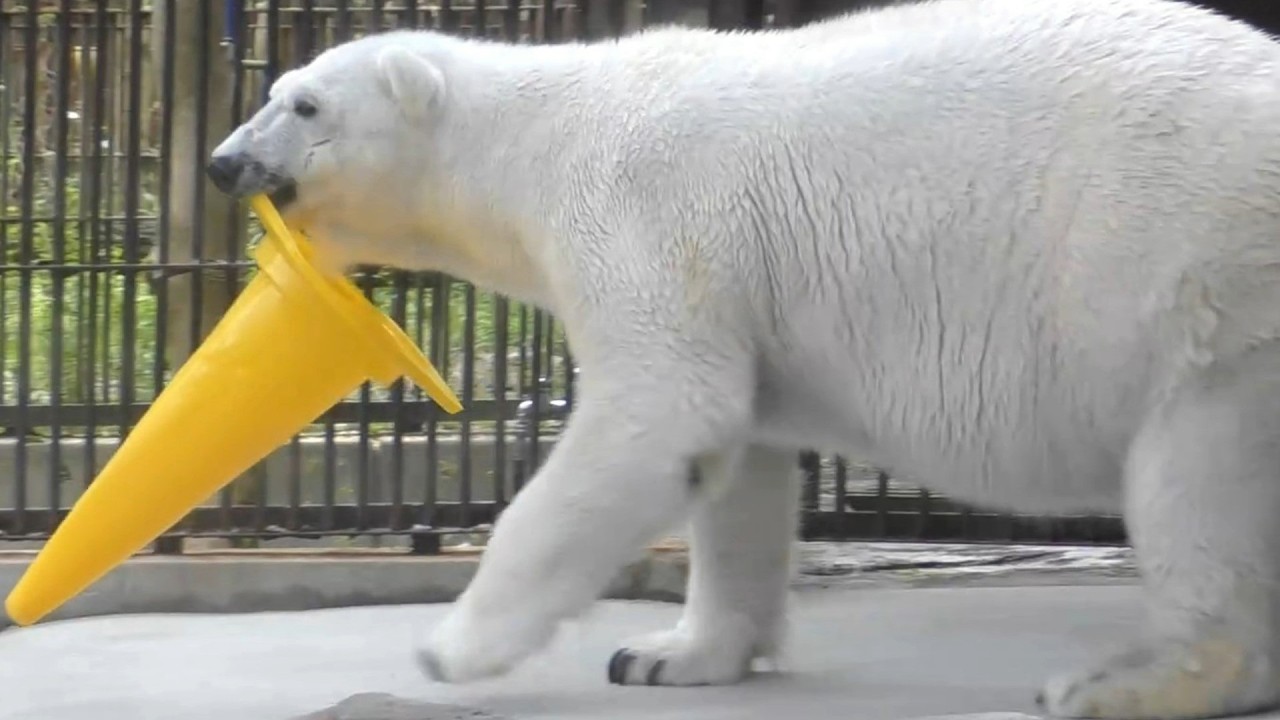 Playing with two polar bear-shaped cones at Tobe Zoo! - YouTube