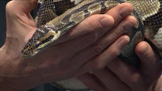 Information Homework Hotline: The Ball Python Guide