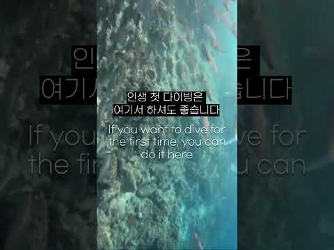 다이빙 1도 몰라도? 🌊 최고의 다이빙 스팟!