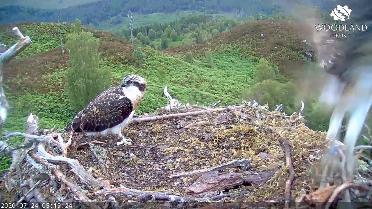Female Osprey Chick Fledges Nest Loch Arkaig Osprey Cam 2020 Youtube