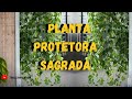 Como Fazer Mudas da Planta Jibóia - Veja Esse Vídeo