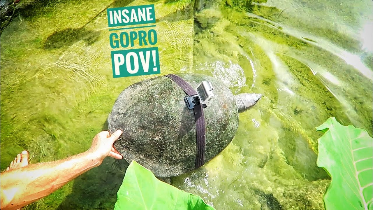 Turtle Gopro We strapped a GoPro on a Huge RIVER TURTLE! - YouTube