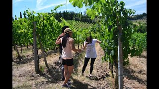 San Gimignano Wine Tours - Visit Vineyards To Enjoy Red And White Wines In Tuscany.