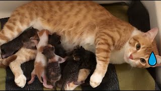Clueless Mama Cat Seeks help with her Kittens
This is Tota, a beautiful cat born from a stray cat in our house. We raised her until she gave birth to 6 beautiful kittens, and it looks like she really needs help with them every day! xD
She doesnt seem to find a comfortable spot, and when she does, kittens cant seem to find her. So I helped her find a comfortable spot and brought the kittens closer to her tummy.
About us:
We are cat lovers! and our channel is all about cats! Specifically, those with no family to love them: stray cats.
Unfortunately, our local environment is hostile to stray cats; they hardly trust humans and barely feed them. ( Some humans actually do harm them)
So we decided to care for all stray cats and kittens that stumble upon us and share the love we get in return so that everyone can see how adorable, beautiful, and gentle stray cats are. :)
We hope to convince everyone that all stray cats are worthy of love, food, and shelter, so every like and subscription means a lot to us; we appreciate your support!
Keywords:
Mom cat and tiny meowing kittens
Clueless Cat Seeks Help With Her Kittens Clueless Mama Cat Seeks help with her Kittens