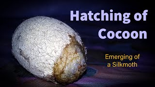Hatching of a Cocoon | emerging of Silkmoth | BlapeCK | KurreyBrothers