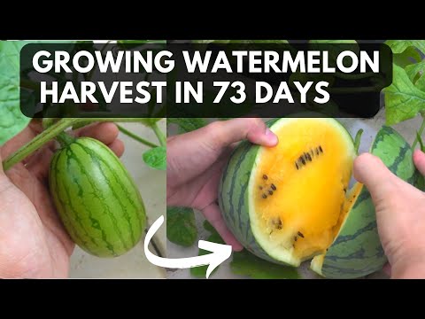 Video: What Is A Yellow Doll Melon: Growing Yellow Doll Watermelon Plants